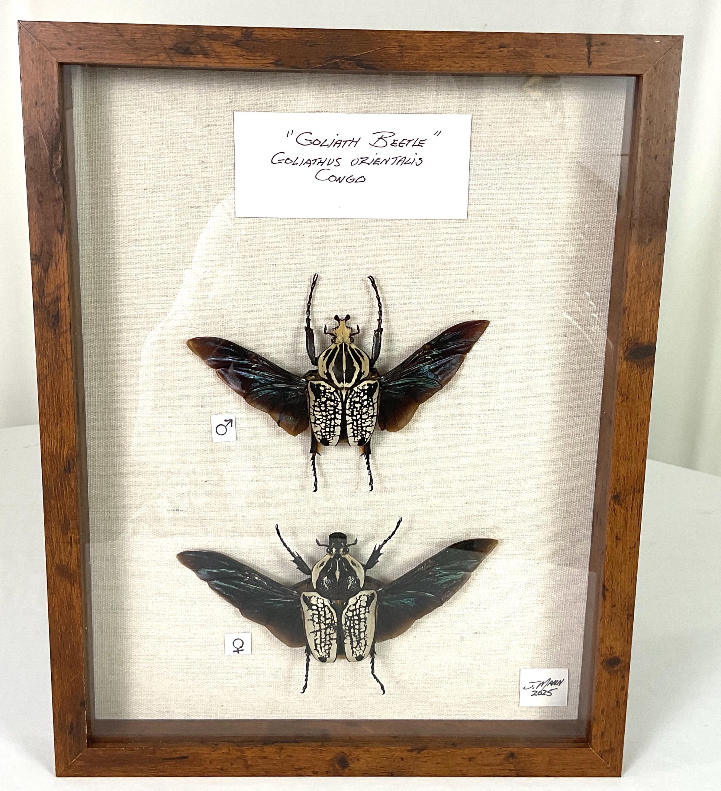 Goliath Beetles From the Congo - Etsy