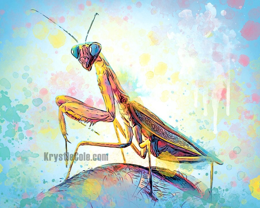 Praying Mantis Art Print Original Artwork by Krystle Cole - Etsy
