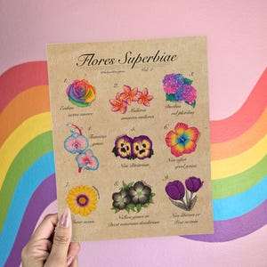 Puede incluir: Una lámina botánica titulada "Flores Superbiae" con nueve ilustraciones de flores coloridas con nombres en latín. La lámina está sujeta por una mano contra una pared rosa con una franja de arcoíris.