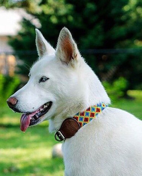 mexican dog collar