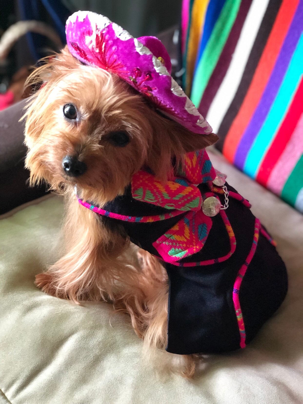 Premium Mariachi Dog Girl Costume / Mariachi Outfit for Girl dogs