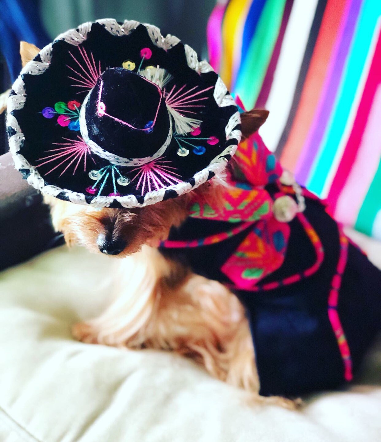 Premium Mariachi Dog Girl Costume / Mariachi Outfit for Girl dogs