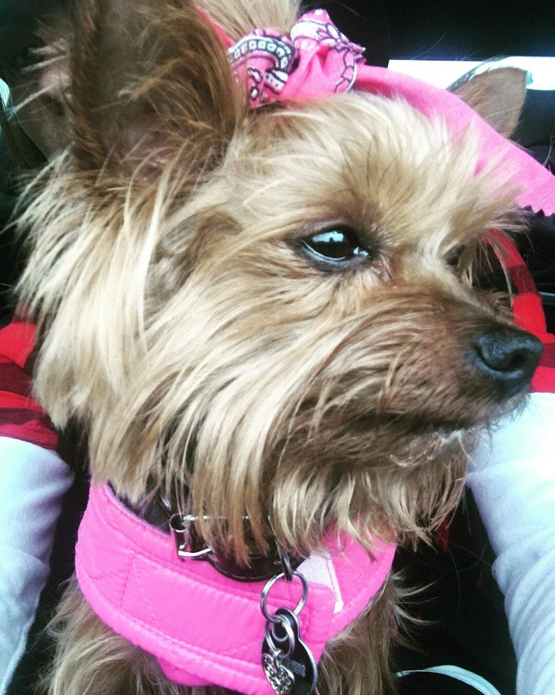 Handmade Hair bows for dogs/ Flower bows/ Cute bows for girl Etsy