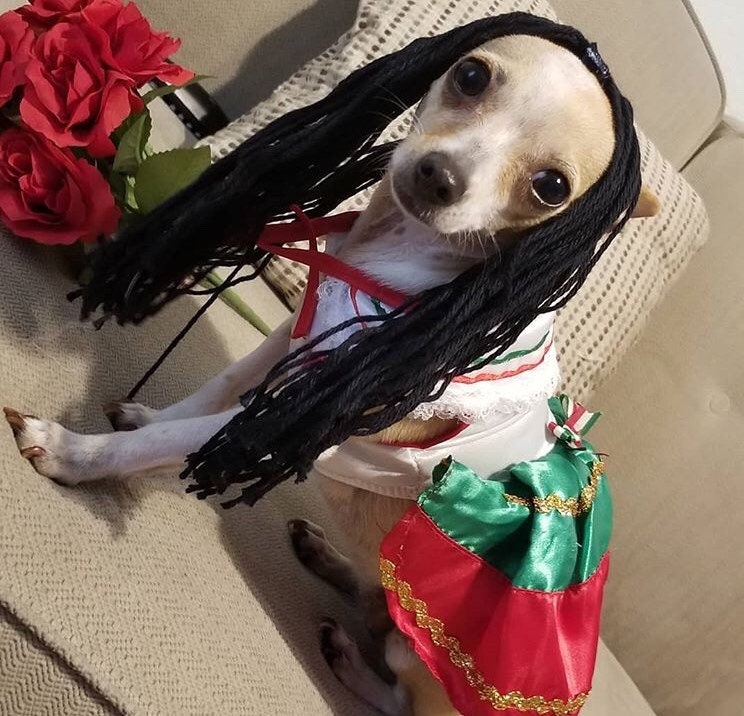Disfraz De Mexicanita Para Perro/ Disfraces Mexicanos Para México |  
