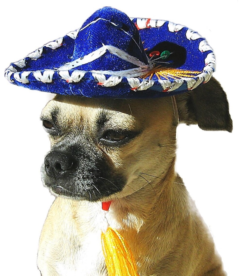 mini dog sombrero