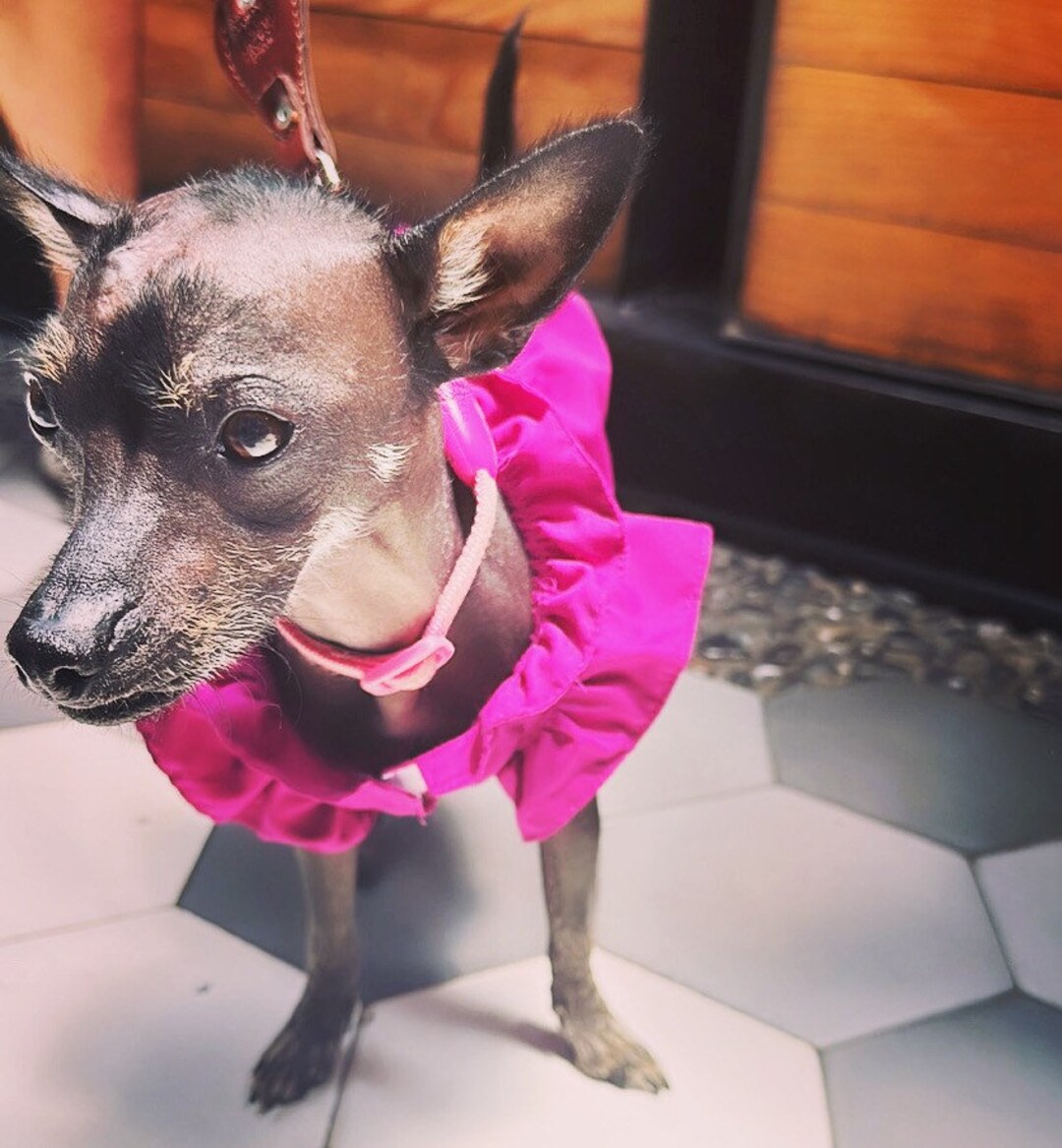 Mexicanita Dog Girl Dress/ Colorful Dog Dress/ Spring/summer Etsy