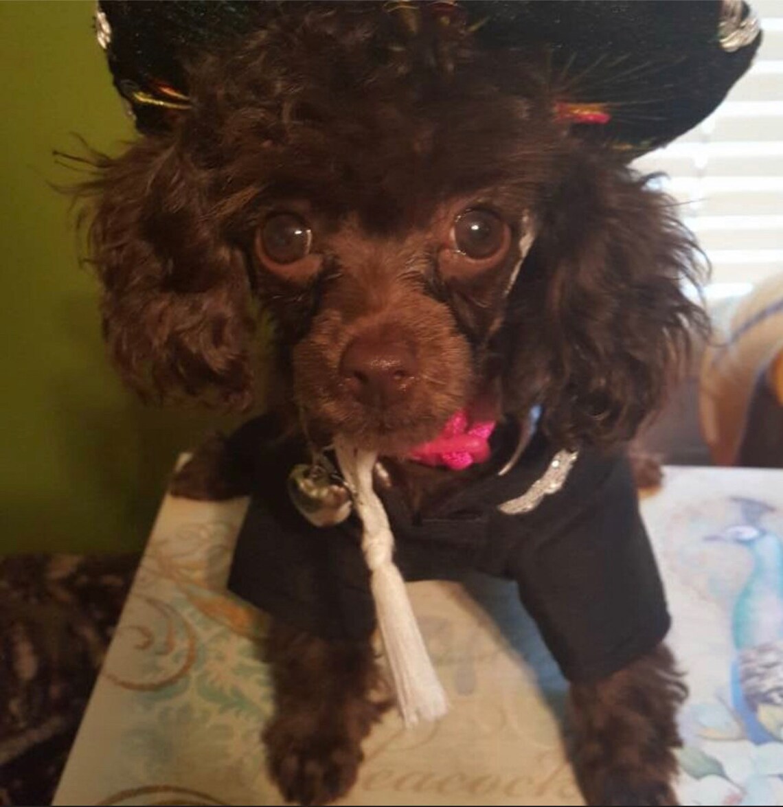 Premium Mariachi Dog Costume / Mariachi Outfit for Dogs/ Etsy