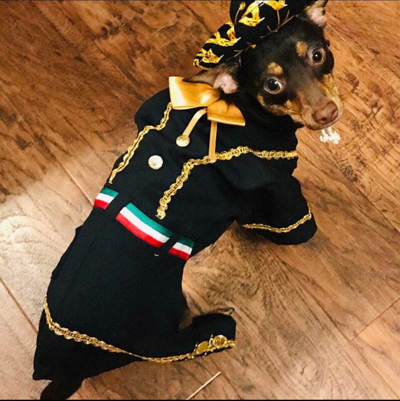 Mariachi Dog Costume/ Mariachi Outfit for Dogs/ Mexican Dog Etsy