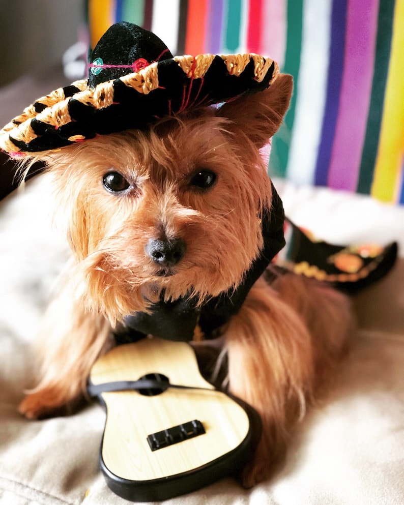 Mariachi Costume for male dogs