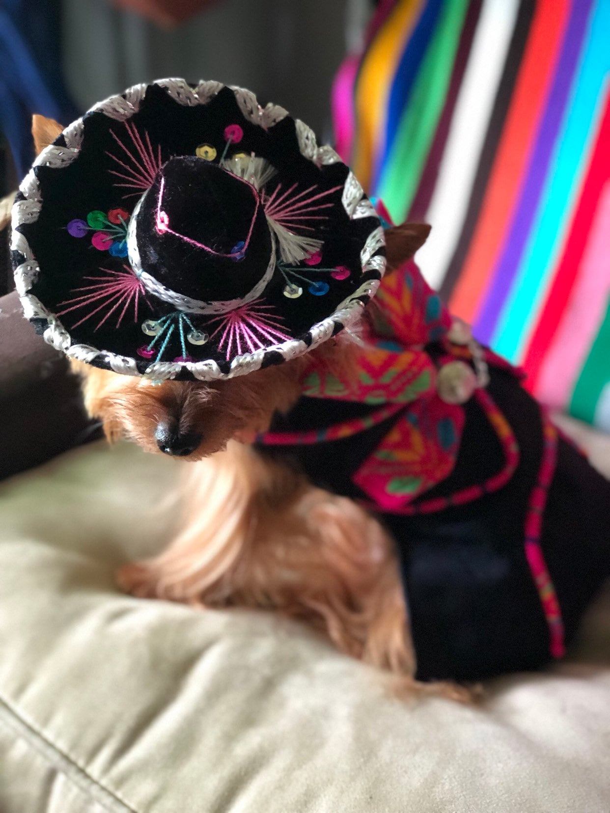 mexican dog outfit