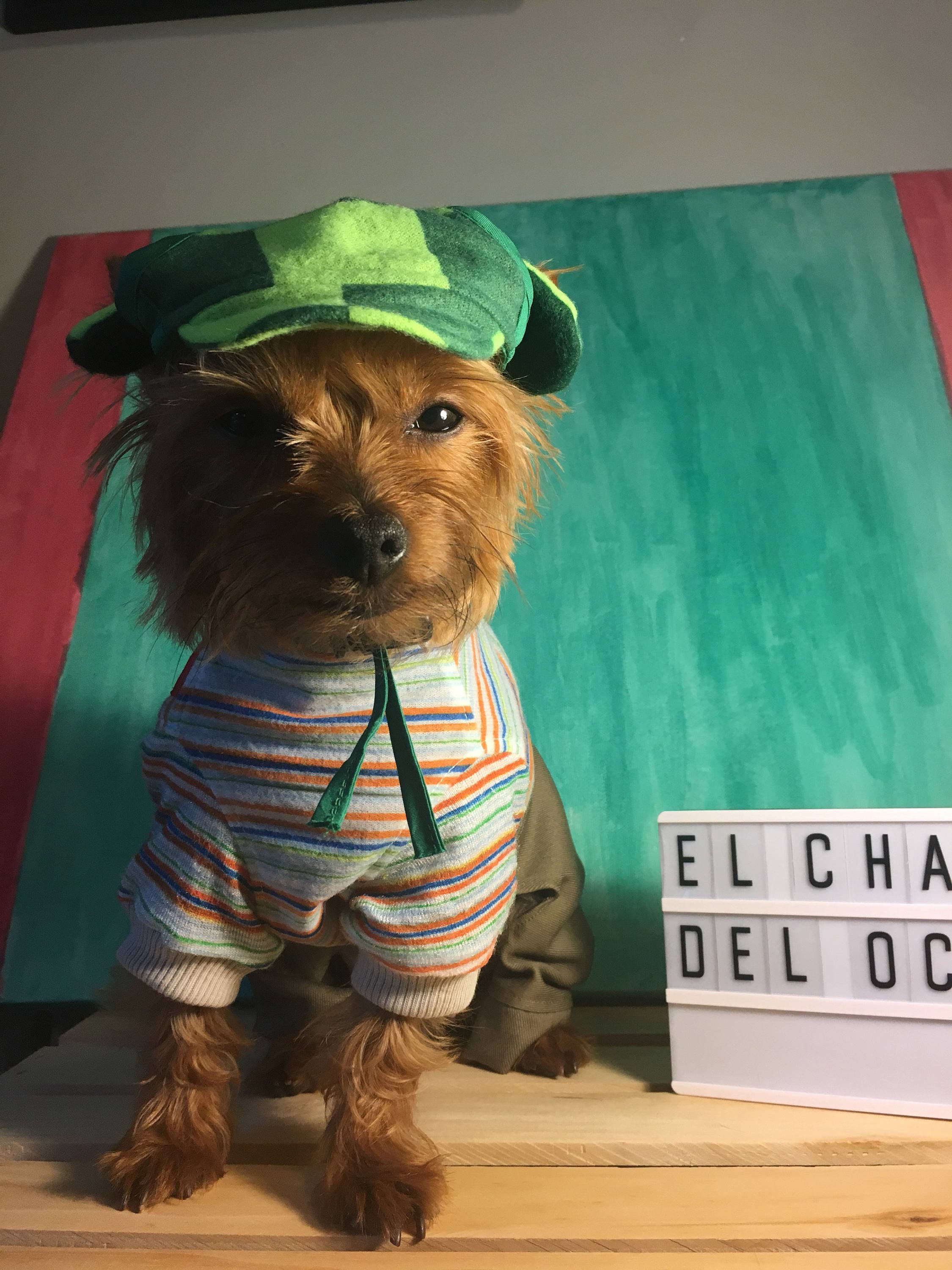 El Chavo del Ocho Dog costume/ Mexican outfit for dog/ Mexican Etsy