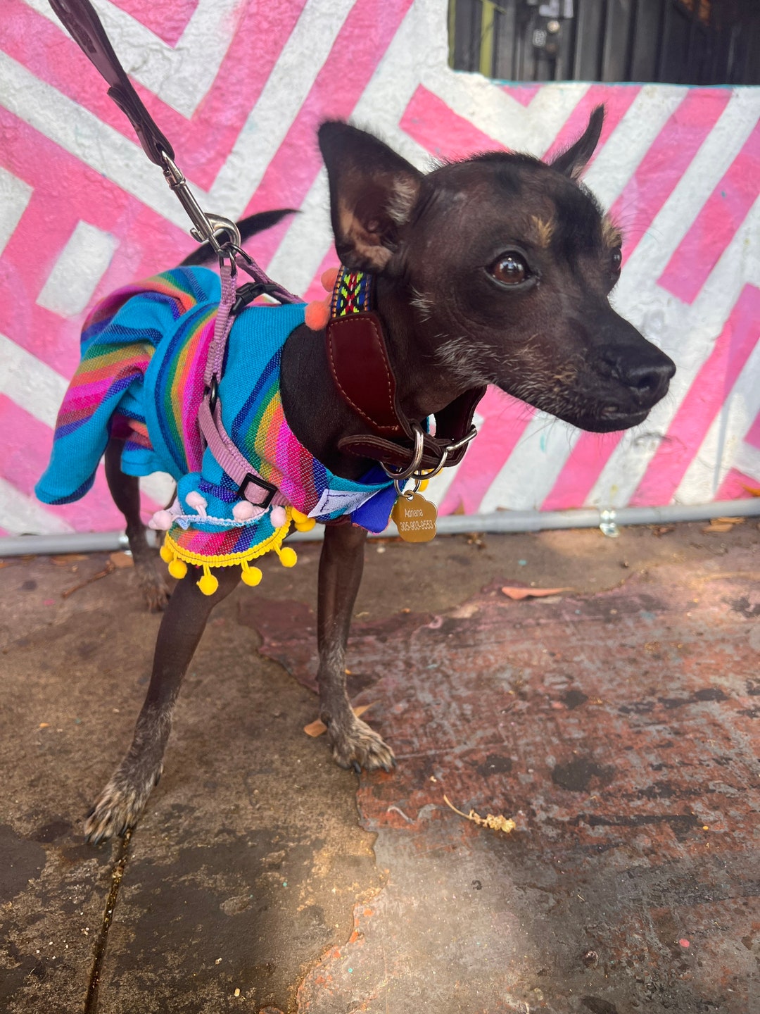 Mexicanita Dog Girl Dress/ Colorful Dog Dress/ Spring/summer Etsy