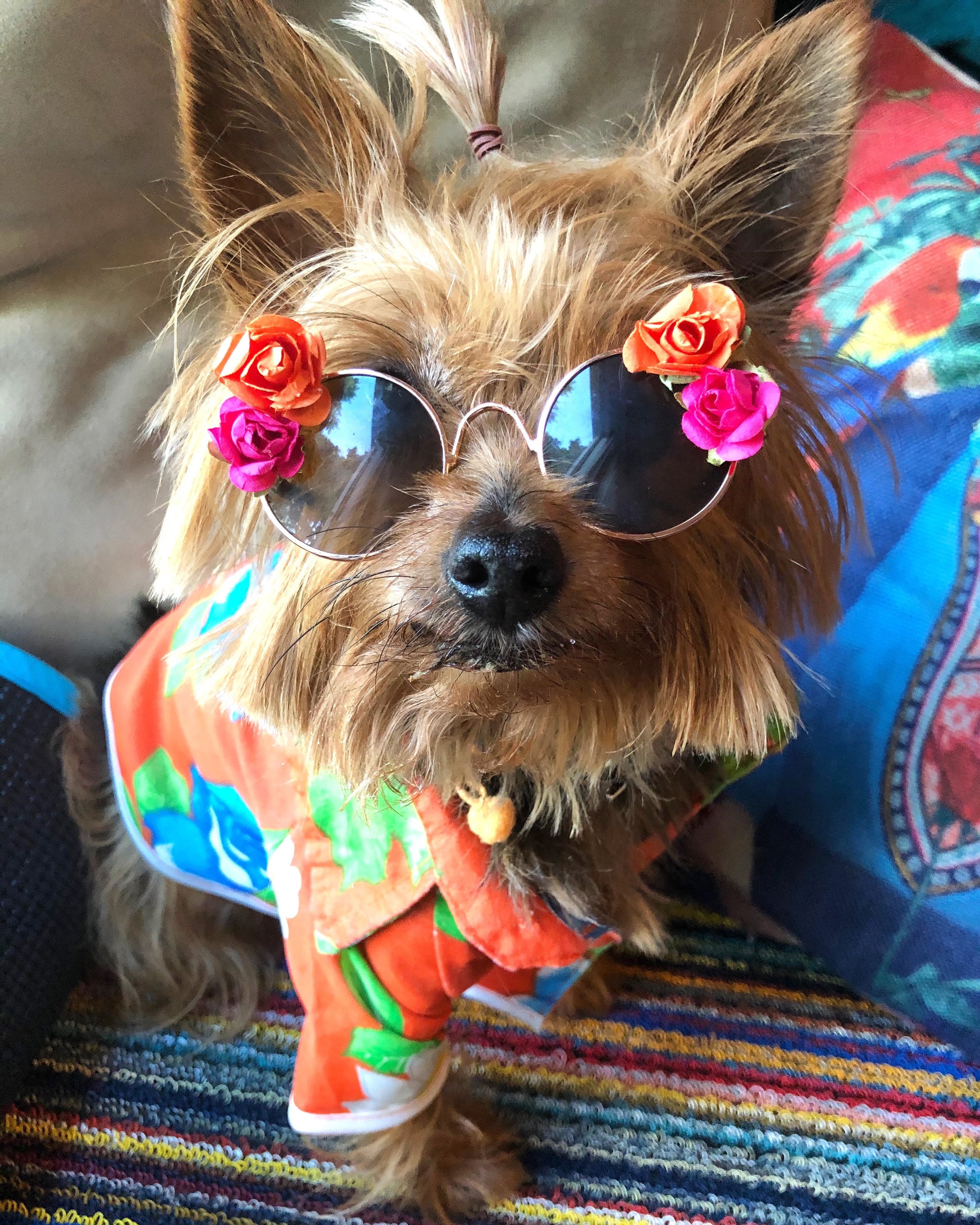 Dog Sunglasses Flower Dog Sunglasses Dog Sunglasses With Flowers Etsy