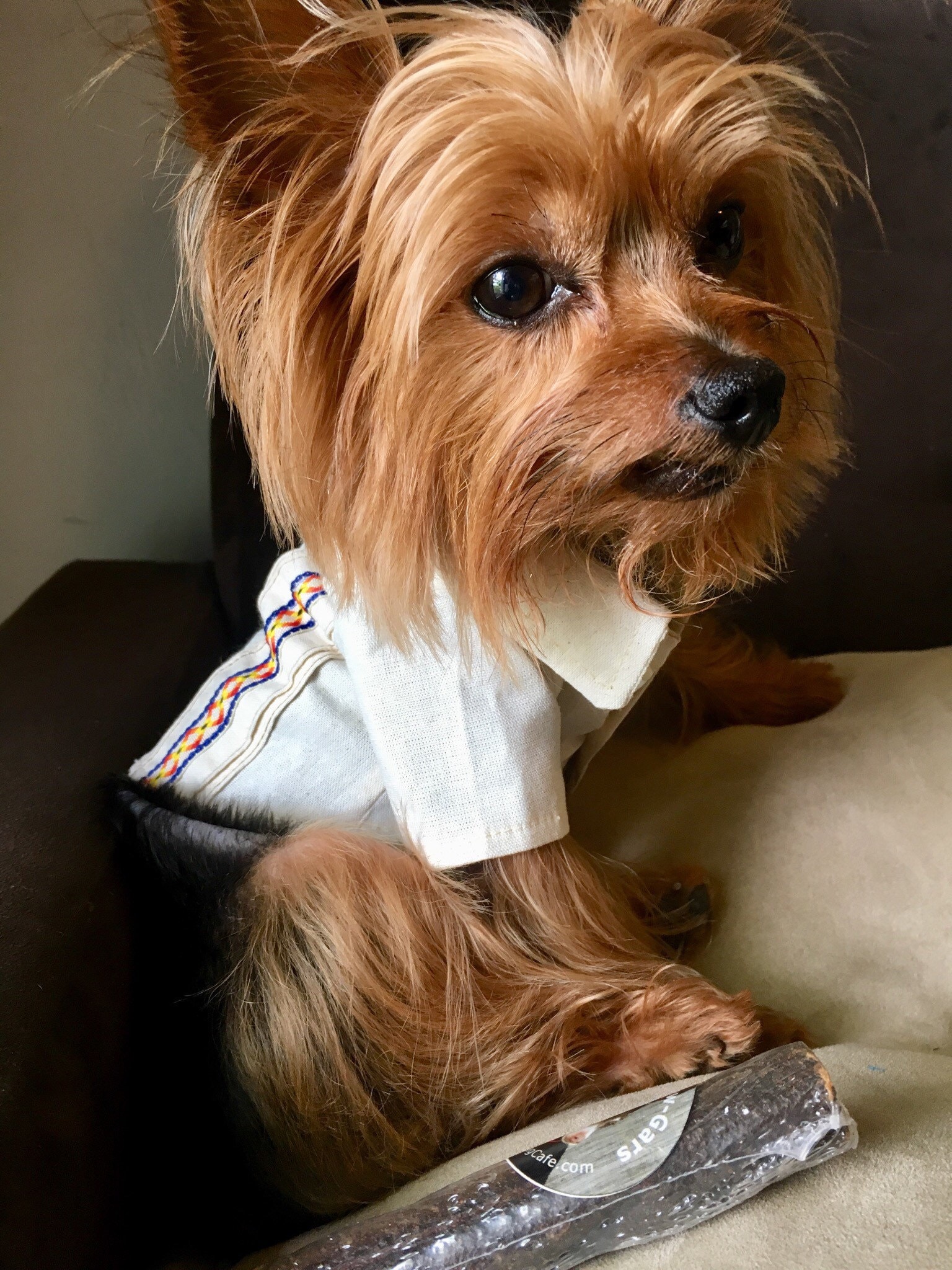 Mexican Guayaberas for dogs/ Mexican Dog Guayaberas/ Guayaberas for dogs