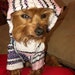Dog Hoodie/ Mexican Dog Hoodie/ Dog Jacket/Mexican Hoodie Jerga / Jacket Hippie for dog/Pullover/Mexican Hoodies 
