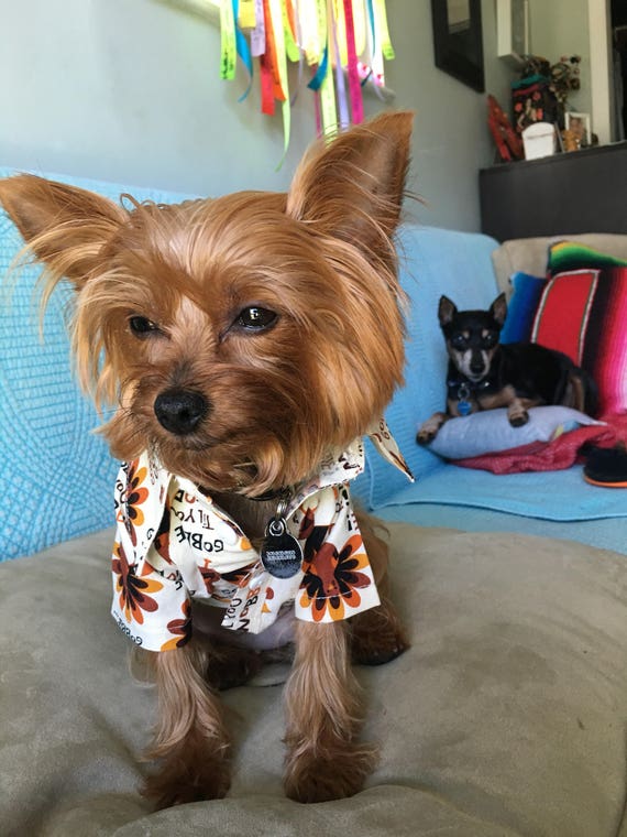 fall dog shirts