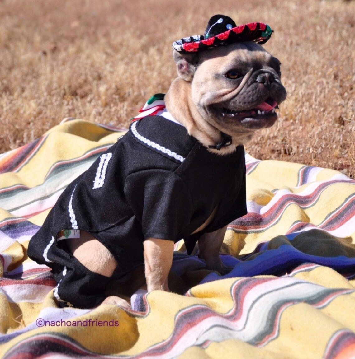 Premium Mariachi Dog Costume / Mariachi Outfit for Dogs/ Etsy