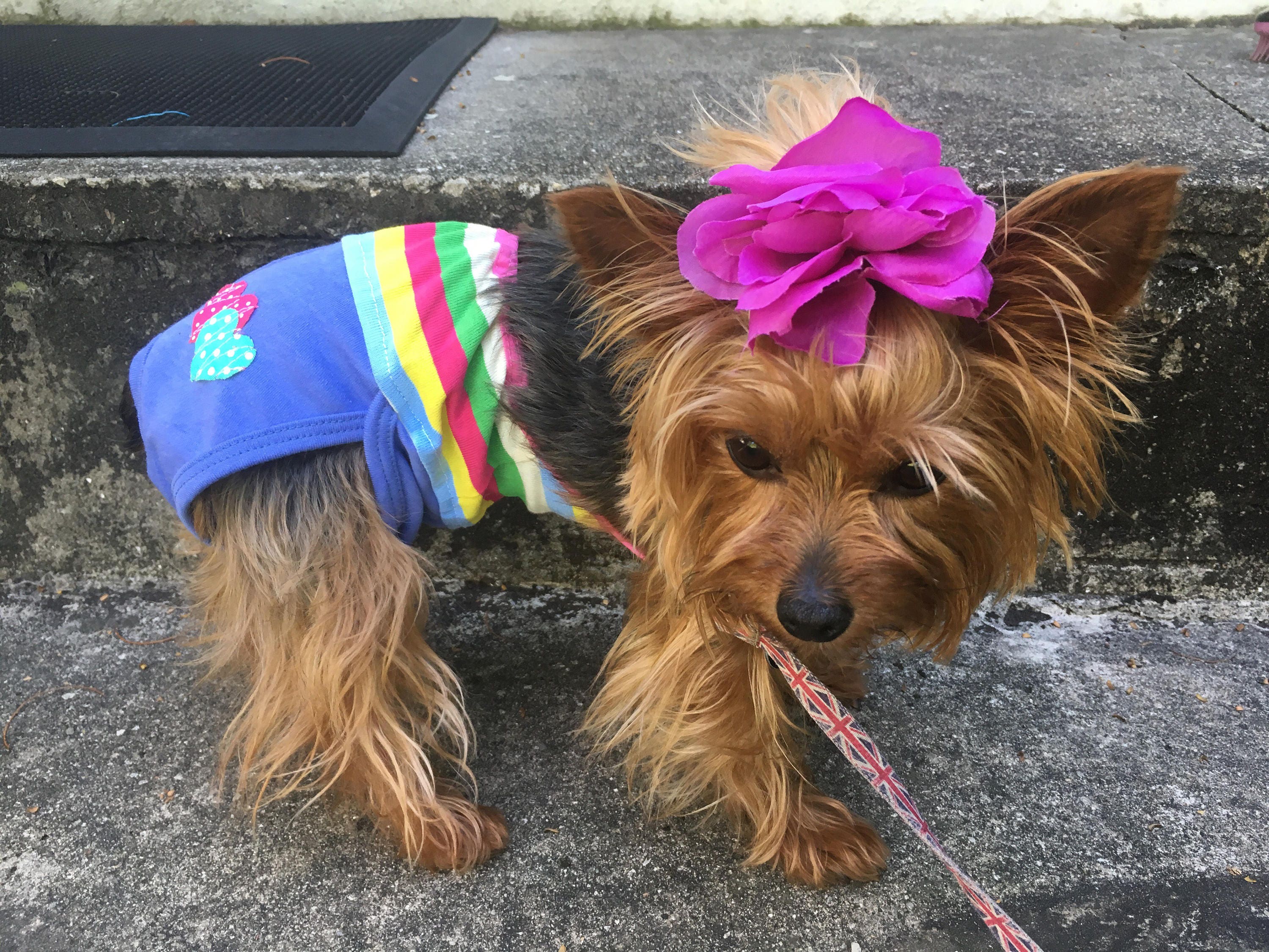 Dog Bathing Suit 