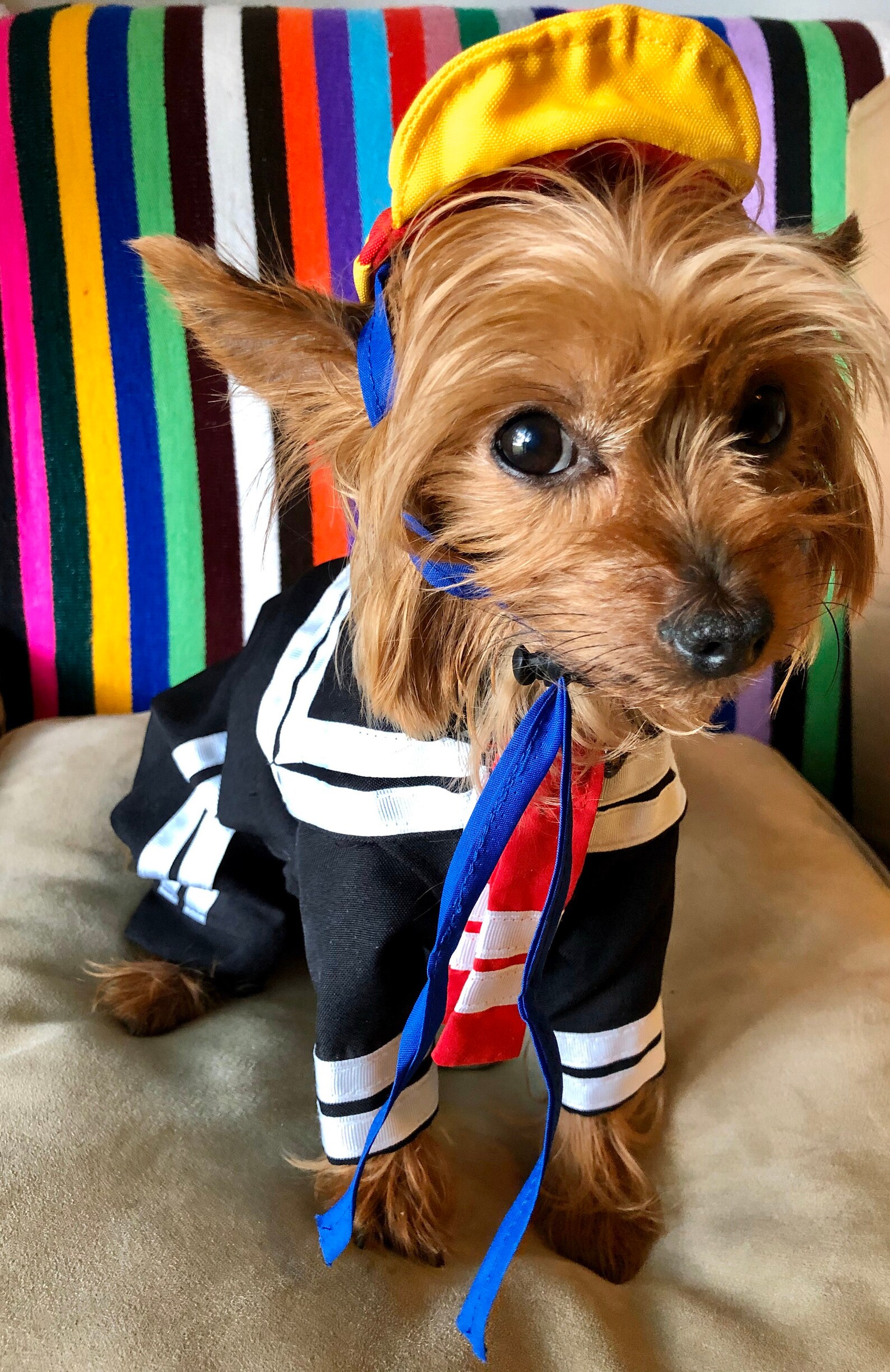 Quico Dog Costume/ Mexican Outfit for Dog/ Mexican Dog Costume Etsy