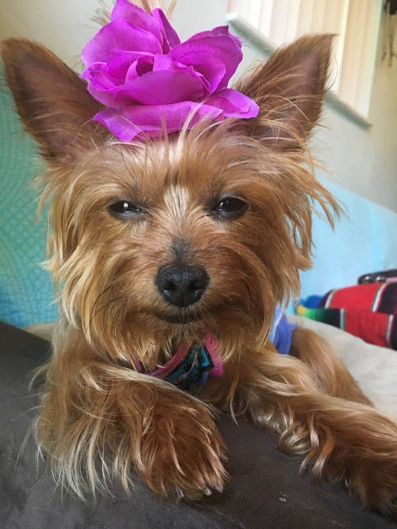 Dog Bathing Suit/ Summer Dog Clothes/one Piece Bathing Suits Etsy UK