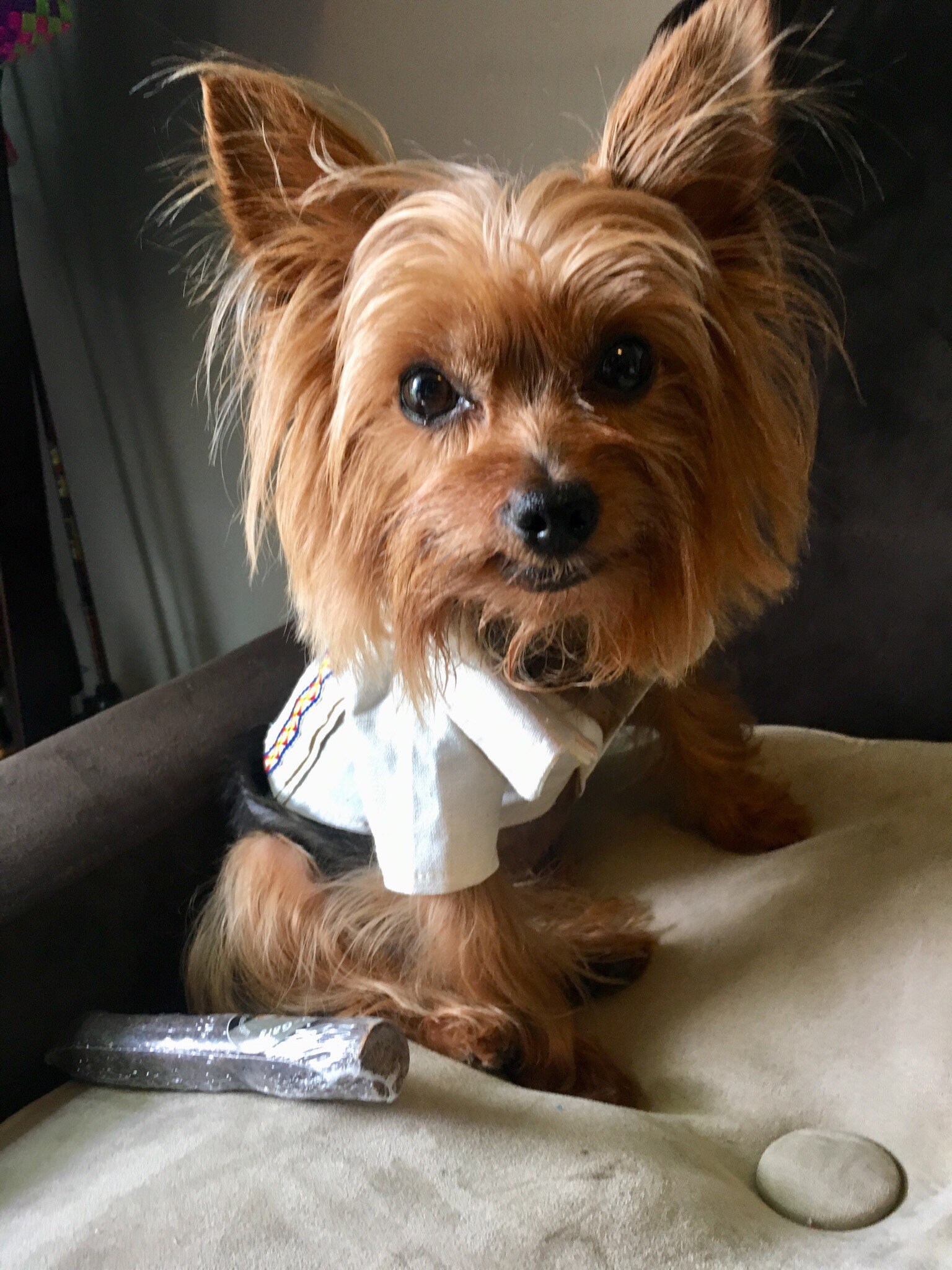 Guayabera For Dogs Clearance, 56% OFF 