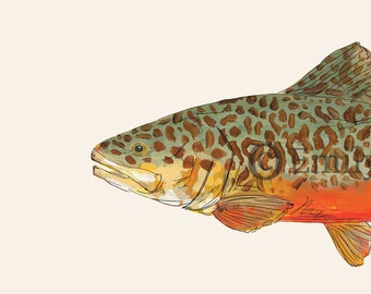 Tiger TROUT, Fly Fishing, Freshwater Fish, Painting, Print , 8x10, 11x14