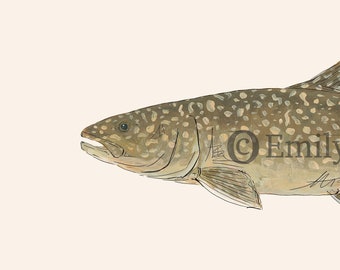 Lake TROUT, Fly Fishing, Freshwater Fish, Painting, Print , 8x10, 11x14