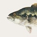 see more listings in the Freshwater Fish section