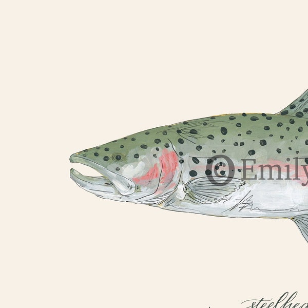 Steelhead FOREL, vliegvissen, zoetwatervissen, schilderen, afdrukken, 8x10, 11x14