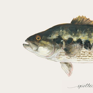 Spotted BASS, Art Print, 8x10, 11x14, Fish, Fishing, Fisherman