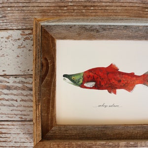 Saumon sockeye, saumon rouge, kokani, pêche au saumon, art du poisson, peinture de poisson, 8 x 10, 11 x 14, impression d'art