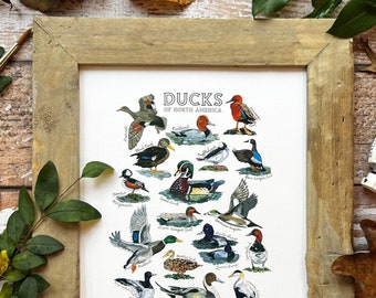 Ducks of North America Chart, Game Duck Poster, Types of duck Artwork, Duck Hunting Decor, Duck Hunter Gift