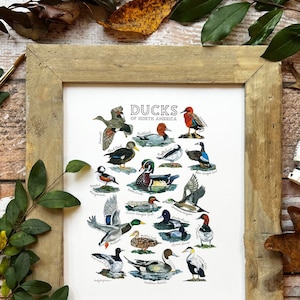 Ducks of North America Chart, Game Duck Poster, Types of duck Artwork, Duck Hunting Decor, Duck Hunter Gift