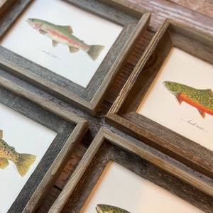 5 PRINTS, You Pick - Any Fish, fish art, 8x10 or 11x14, fly fishing