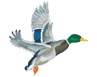 空飛ぶマガモのアートプリント｜水鳥の絵画