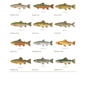 3 PRINTS, YOU CHOOSE, Trout, Bass, 8x10 or 11x14, Fishing, Father's Day ...