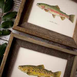 2 PRINTS, Rainbow Trout and Brown Trout, 2 fish prints, 8x10 or 11x14, fly fishing, Father's Day image 7