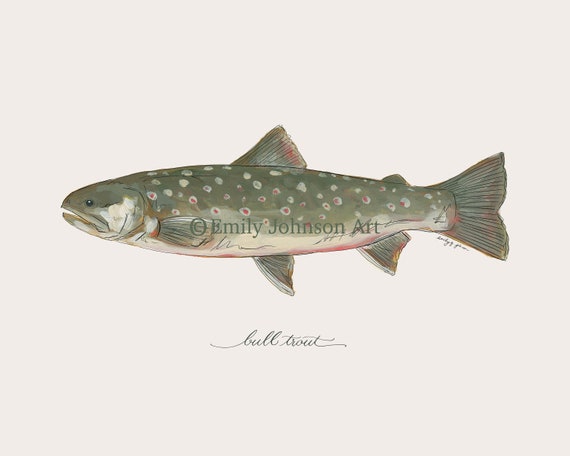 Bull TROUT, Dolly Varden, Fly Fishing, Freshwater Fish, Painting, Print ,  8x10, 11x14
