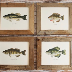 4 PRINTS, Largemouth Bass, Smallmouth Bass, Bluegill, and Black Crappie, 4 fish prints, 8x10 or 11x14, fish, fishing