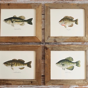 4 impressions, achigan à grande bouche, achigan à petite bouche, crapet arlon et marigane noire, 4 impressions de poisson, 8 x 10 ou 11 x 14, poisson, pêche