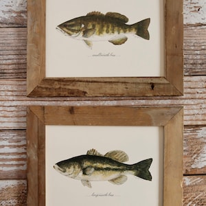 2 PRINTS, Largemouth Bass and Smallmouth Bass, 2 fish prints, 8x10 or 11x14, Christmas present, gift, fishing, fisherman