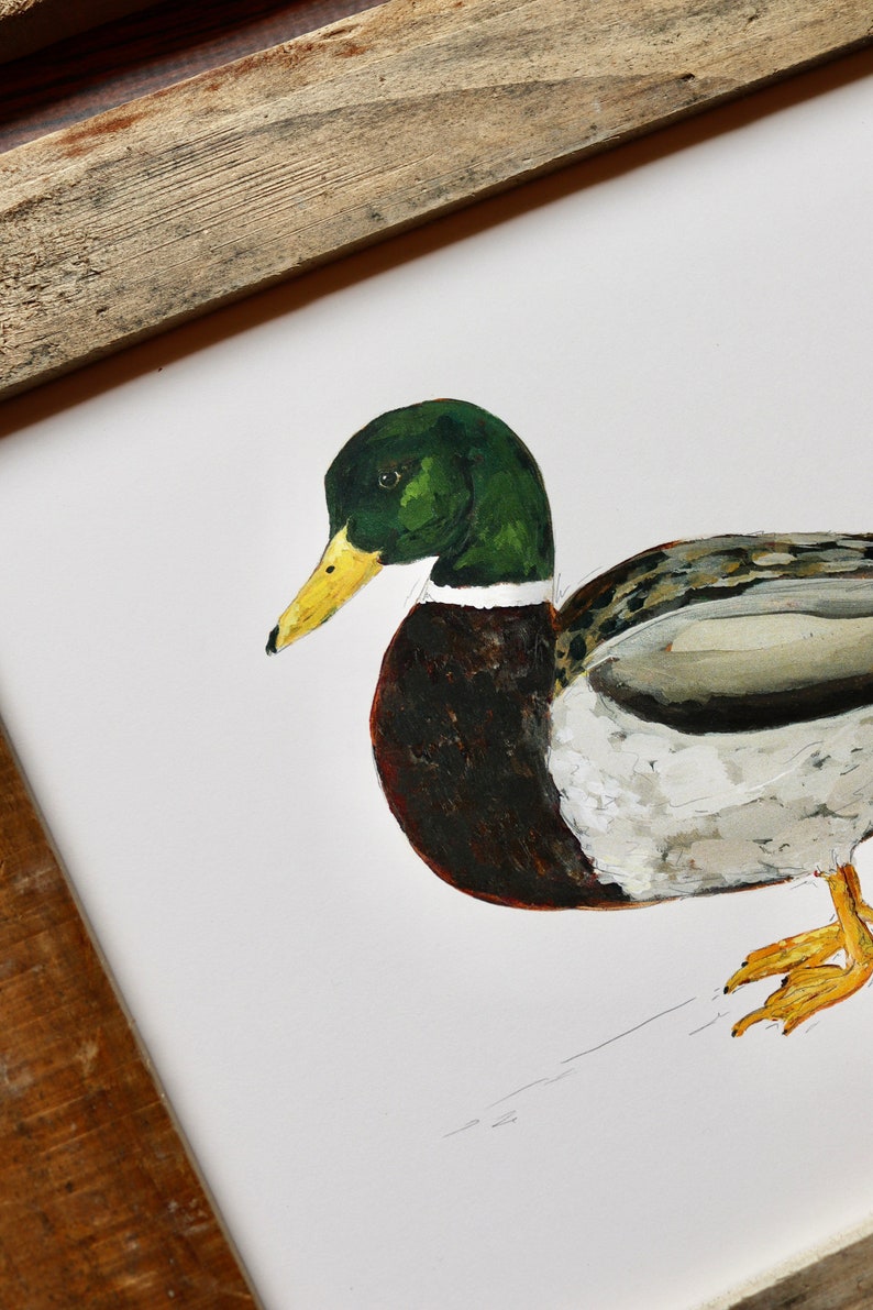 Impression d'art de canard colvert, oeuvre de Drake, art de la sauvagine, peinture de canard, chasse au canard 20 x 10 pouces image 2