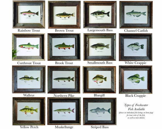 4 PRINTS, Largemouth Bass, Smallmouth Bass, Bluegill, and Black Crappie, 4  Fish Prints, 8x10 or 11x14, Fish, Fishing -  Canada