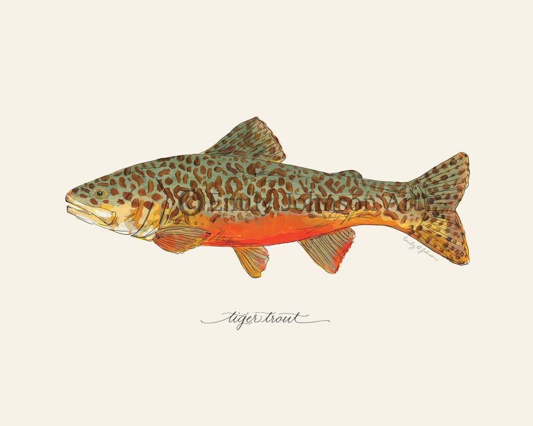 Tiger TROUT, Fly Fishing, Freshwater Fish, Painting, Print , 8x10, 11x14 