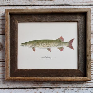 May include: Watercolor illustration of a muskellunge fish in a rustic wooden frame. The fish is green with dark spots and red fins, set against a white background. The word "muskellunge" is written in cursive below the fish.