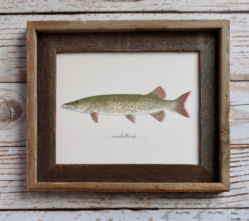 May include: Watercolor illustration of a muskellunge fish in a rustic wooden frame. The fish is green with dark spots and red fins, set against a white background. The word "muskellunge" is written in cursive below the fish.