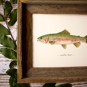 RAINBOW TROUT, Fish, Freshwater fish, fish painting, trout painting, fly fishing, 8x10, 11x14, art print image 8