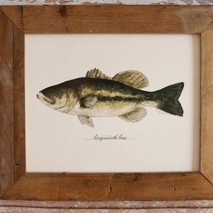 LARGEMOUTH BASS, Art Print, 8x10, 11x14, Fish, Fishing, Fisherman