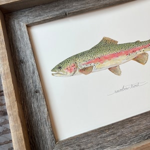 RAINBOW TROUT, Fish, Freshwater fish, fish painting, trout painting, fly fishing, 8x10, 11x14, art print image 2