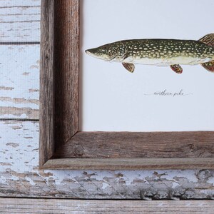 May include: A framed watercolor print of a northern pike fish. The fish is depicted in shades of green, brown, and tan, with a speckled pattern. The artwork is set against a white background, with the words "northern pike" in cursive. The frame is made of rustic wood.